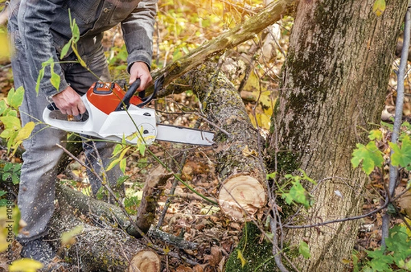 Obraz Worker cuts log with chainsaw. Seasonal thinning forests, gardens. Sawdust falls to ground. Autumn.