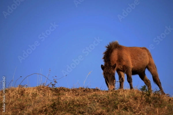 Obraz 野生馬　都井岬岬馬