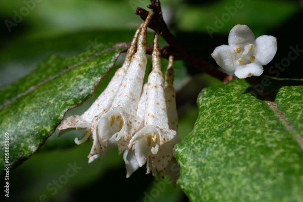 Fototapeta Elaeagnus pungens is a shade-tolerant, drought-tolerant plant. It is used in decorative and garden construction. Small white flowers