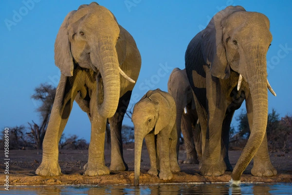 Fototapeta an African elephant cow and calf drinking water at nighttime, taken from a low angle