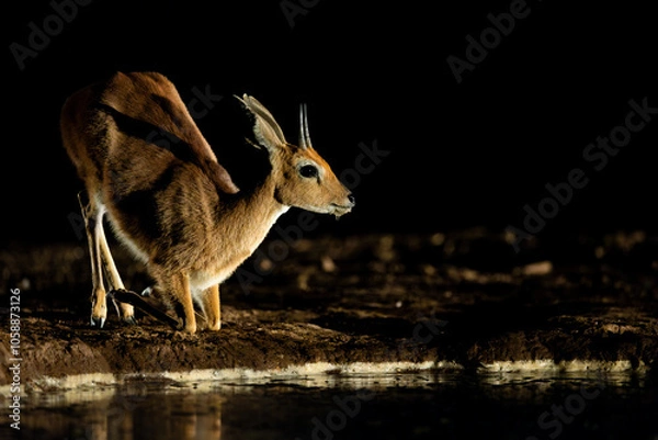 Fototapeta a steenbuck drinking water at nighttime, taken from a low-angle