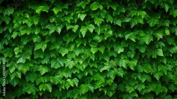Fototapeta vines green background image