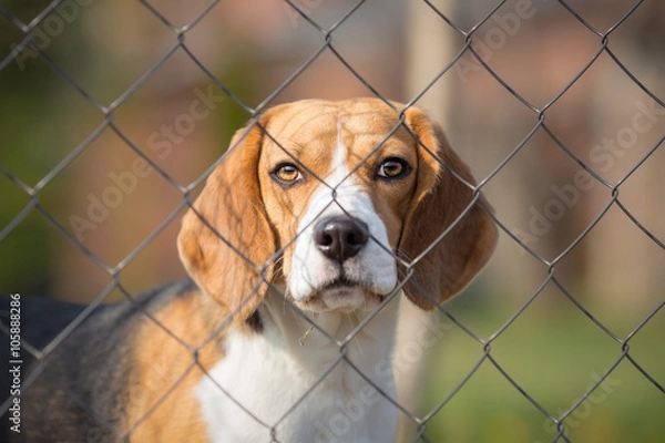 Fototapeta Cute dog behind fence portrait