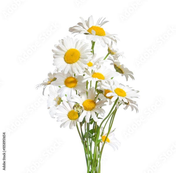 Fototapeta Bouquet  of Chamomiles isolated on a white background. Ox-Eye Daisy. Selective focus