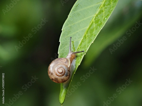 Fototapeta 雨の日の森の葉っぱの上にいるカタツムリの様子