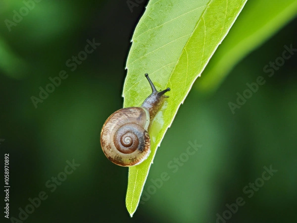 Fototapeta 雨の日の森の葉っぱの上にいるカタツムリの様子