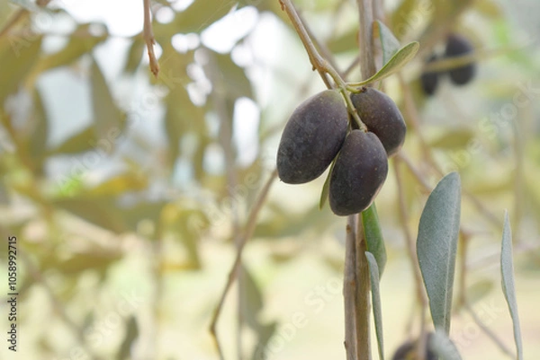 Fototapeta ripe black olives on tree closeup, Olive-tree branch with ripe black olives, olive tree plantation during harvest, ripe black olives on the tree with green leaves, olive tree Chakwal, Punjab, Pakistan