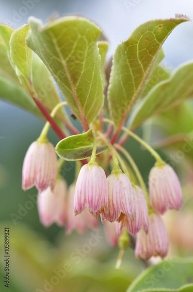 Fototapeta サラサドウダン