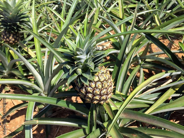 Obraz パイナップル