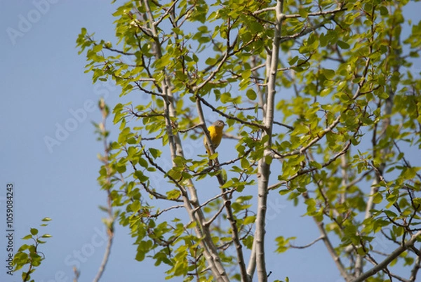 Obraz Migrating Nashville Warbler on a thin branch