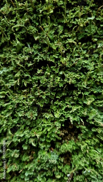 Fototapeta Green moss. Background for design. Apocalyptic mood, selective focus  
