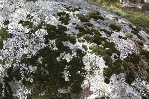 Fototapeta Moss on white stone, large, texture