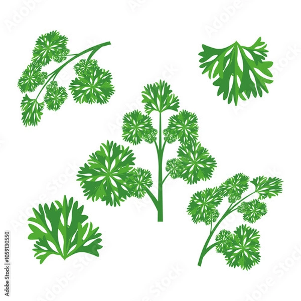 Fototapeta A sprigs of curly parsley. Part of my color flat set of the 15 best herbs for cooking. Greens on a white. Herbs for meat, fish, drinks and cocktails. For app, design, web, interface, ad. Vector EPS 10