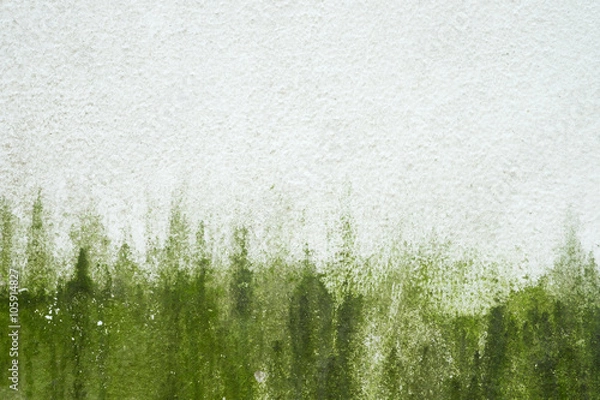 Fototapeta Algae on old white wall background.