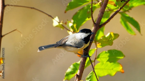 Obraz Carolina Chickadee perched in Texas oak tree with autumn orange leaves background