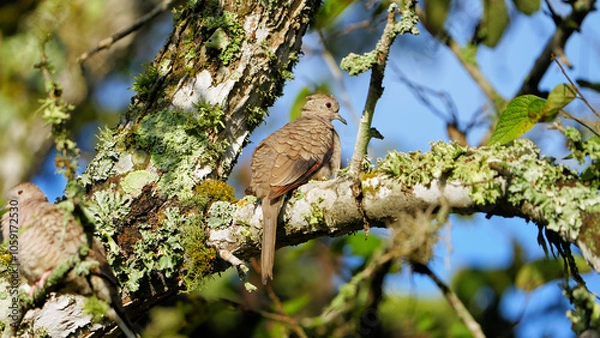 Obraz Solo fluffy Inca dove sunbathing in a tree.