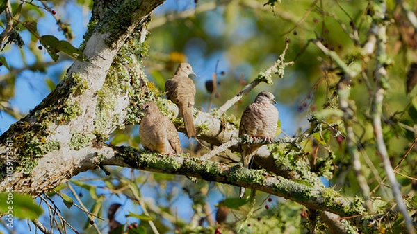 Obraz Three Inca doves sunbathing in a tree.