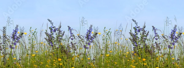 Obraz Blumenwiese mit Wiesensalbei vor blauem Himmel