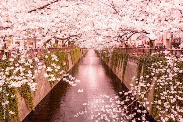 Fototapeta 満開の桜
