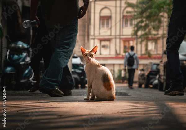 Obraz Stray Cat on a road during golden hour