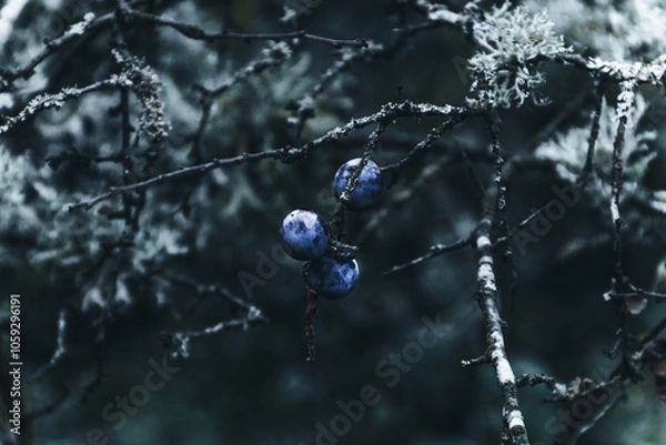 Obraz three blue berries close-up with white elements and branches