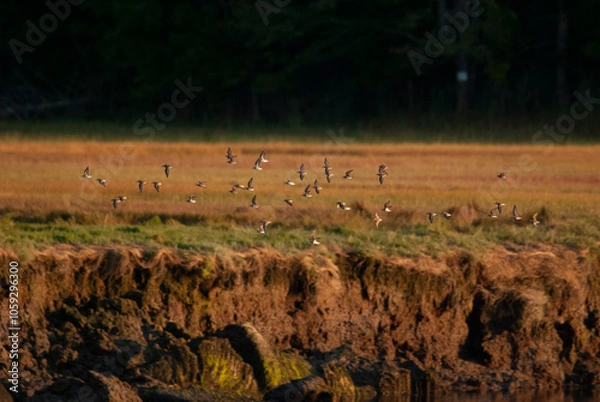 Fototapeta flock of small sandpipiers flying over the marsh