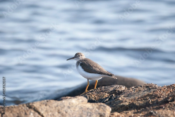 Fototapeta Spotted sandpiper standing on a rock by the ocean