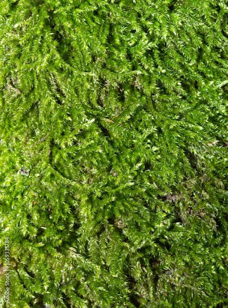 Fototapeta Moss, green floral carpet, full frame, green background, texture