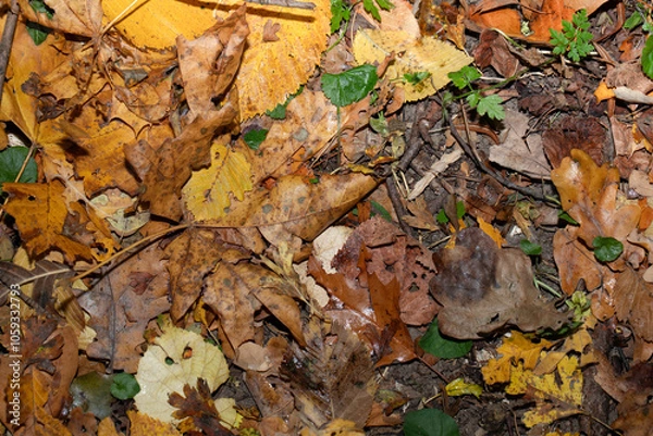 Fototapeta  Autumn leaves, vivid, colorful background.. Golden autumn, fall in a Park in the city Gniezno, Poland.