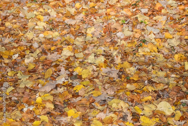 Fototapeta  Autumn leaves, vivid, colorful background.. Golden autumn, fall in a Park in the city Gniezno, Poland.