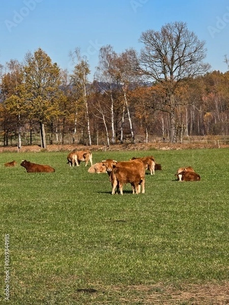 Obraz cows in the meadow