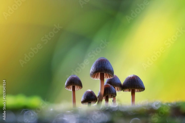 Obraz mushroom in the forest