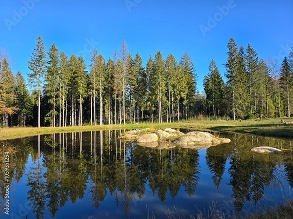 Obraz lake in the forest