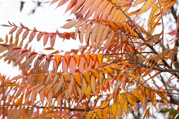 Fototapeta  Autumn leaves, vivid, colorful background.. Golden autumn, fall in a Park in the city Gniezno, Poland.
