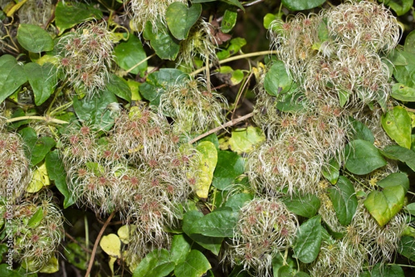 Fototapeta Wild clematis in autumn, bright and vivid photo, background.