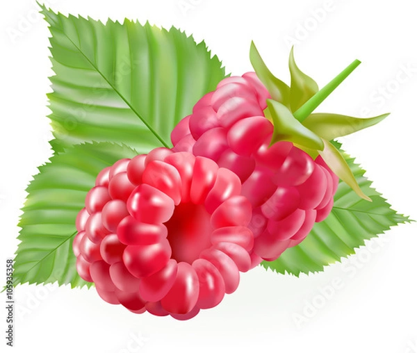 Obraz rasberries with green leaves