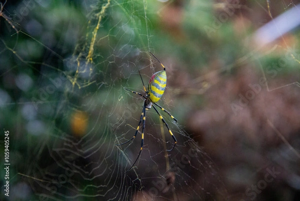 Fototapeta Joro Spider