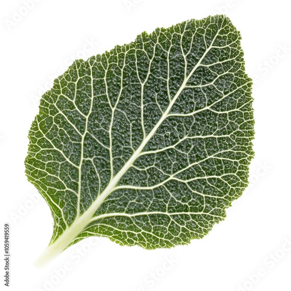 Fototapeta Close up of a green leaf with veins isolated transparent