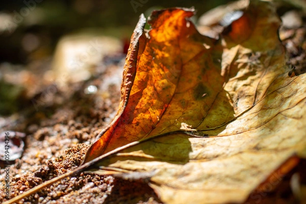 Fototapeta Sunlit Autumn Leaf
