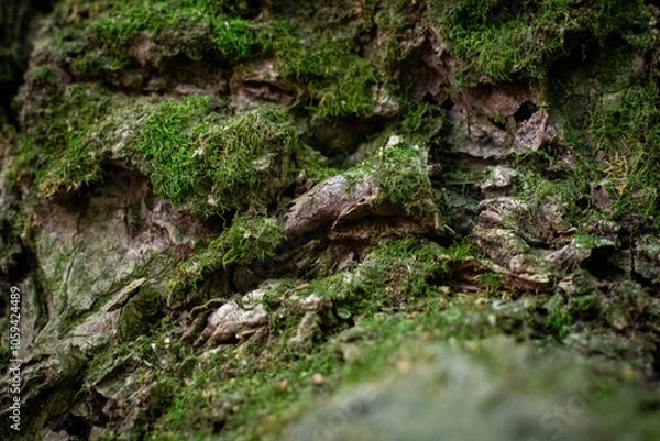 Fototapeta Tree Trunk Habitat