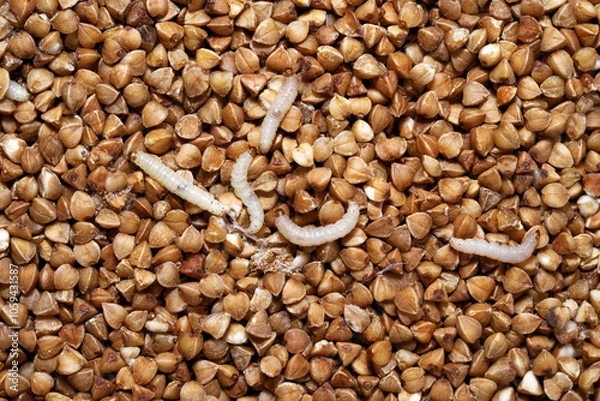 Fototapeta Caterpillars of Indianmeal moth ( Indian-Meal Moth). Plodia interpunctella  is  common pest of stored products and pest of food in homes. Top view.