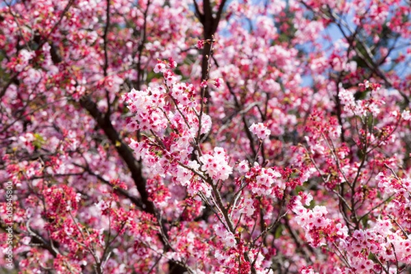 Fototapeta サクラ（寒桜）