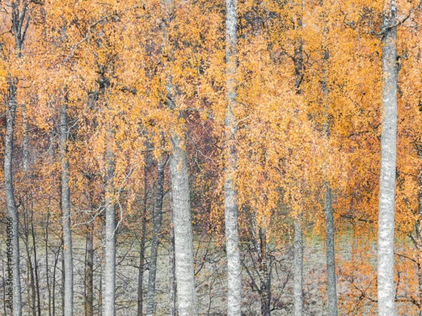 Fototapeta Autumn birches with vibrant orange leaves create a stunning forest landscape in Sweden's serene nature during the fall season