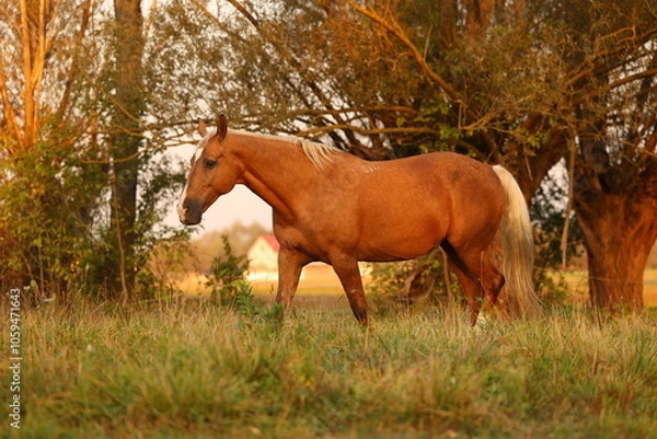 Fototapeta A beautiful horse walks in the meadow and eats grass