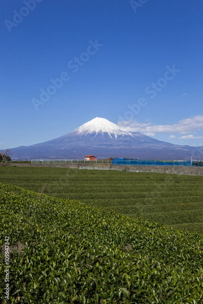 Fototapeta 岩本山公園から見た富士山と茶畑
