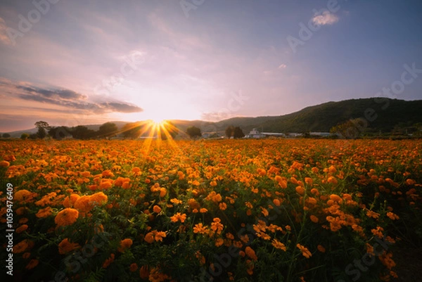 Obraz Field of cempasuchil flowers at Copandaro, Michoacan.