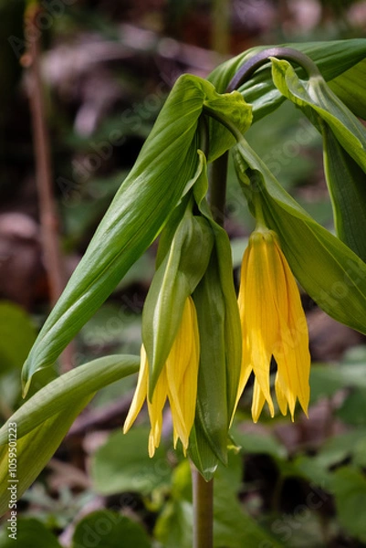 Obraz Bellwort or merrybells (Uvularia grandiflora) with large yellow flowers
