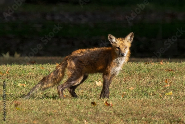 Fototapeta A Red Fox with hair loss from sarcoptic mange stands outside on a sunny day, in a clearing near the woods.