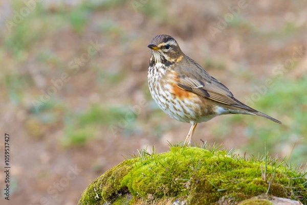 Obraz Redwing