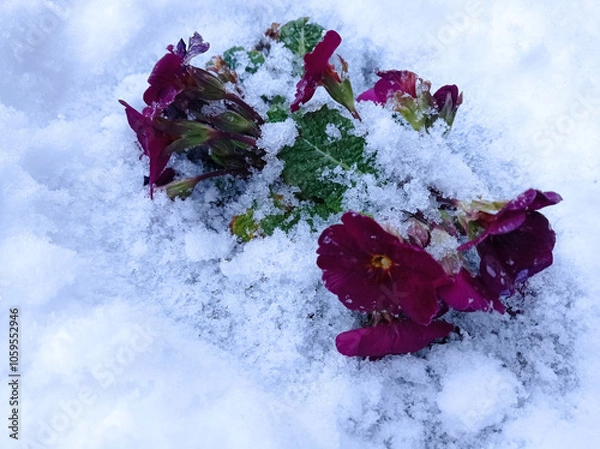 Fototapeta Close up of a red hyacinth in the snow.Spring background . Red hyacinth flower in the snow close up